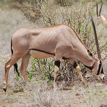 3-days-samburu-safari