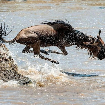 10 Days Best Kenya Safari Adventures