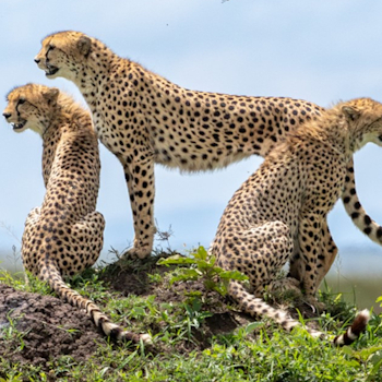11 Days Finest of Kenya and Tanzania Budget Safari