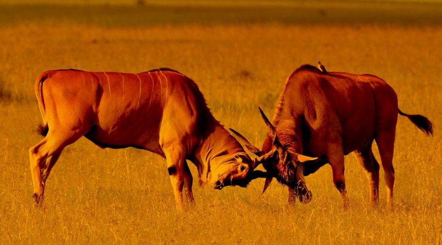 5 Days Masai Mara – Lake Nakuru – Lake Naivasha 2
