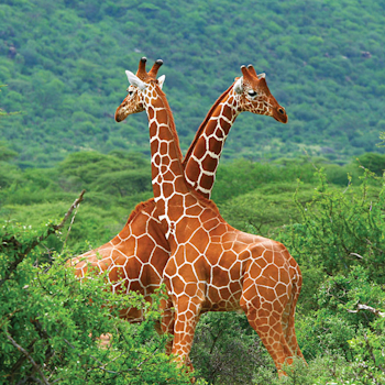 5 Days Samburu, Lake Nakuru and Lake Naivasha Safari