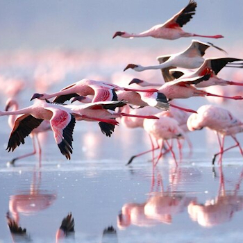 6 Days Amboseli , Aberdares, Lake Nakuru & Masai Mara Safari