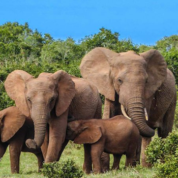 7 Days Aberdares, Samburu, Lake Nakuru & Masai Mara Safari
