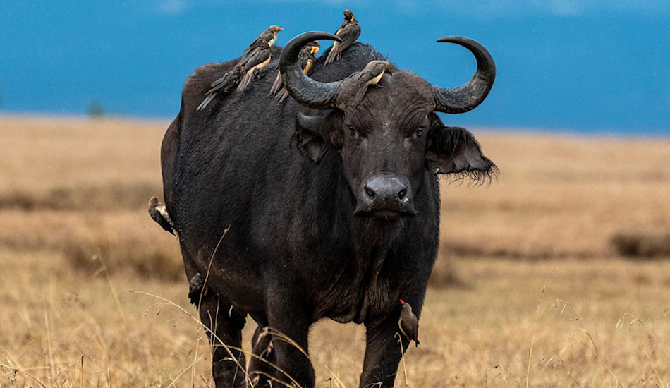 7 Days Aberdares, Samburu, Lake Nakuru & Masai Mara Safari