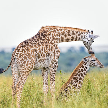 8 Days Combined Kenya & Tanzania Africa Safari1