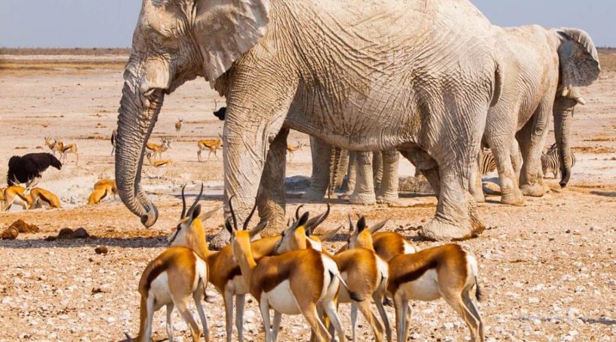 10 Days Best Kenya Safari Adventures