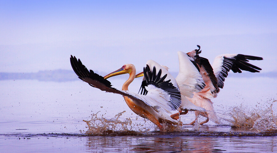 10 Days L.Nakuru, Masai Mara, Serengeti, Ngorongoro, Tarangire, Amboseli Kenya And Tanzania Safari