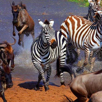 11days 10 Nights L.Naivasha , Hells gate, L.Nakuru, Maasai Mara ,Ngorongoro, L.Manyara ,Amboseli Kenya and Tanzania Safari