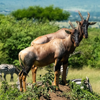 11days 10 Nights L.Naivasha , Hells gate, L.Nakuru, Maasai Mara ,Ngorongoro, L.Manyara ,Amboseli Kenya and Tanzania Safari