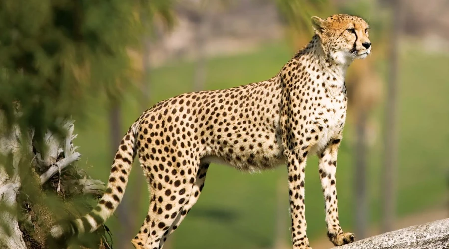 12 Days, 11 Nights, Masai Mara, L.Nakuru, L.Naivasha, L.Manyara, Serengeti, Ngorongoro, Tarangire Kenya Tanzania Safari