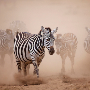 2 Days Amboseli National Park Safari