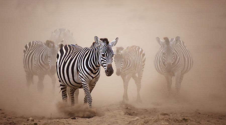 2 Days Amboseli National Park Safari