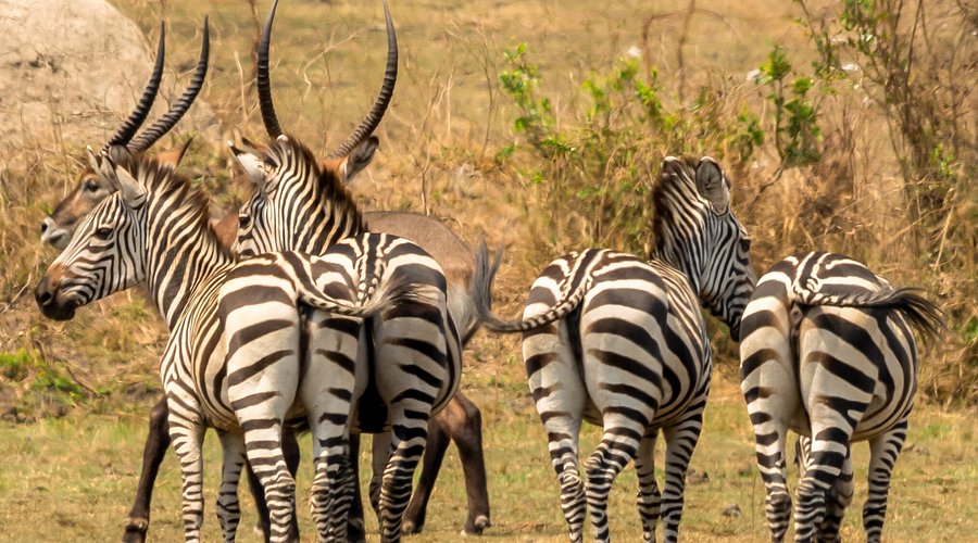 3 Days Lake Mburo National Park