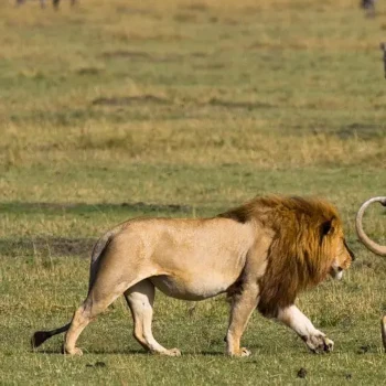 3 Days Masai Mara Safari