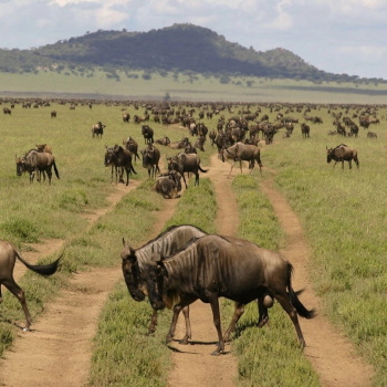 3-days-ngorongoro-crater-lake-manyara-national-park