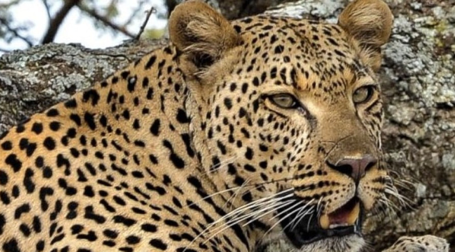 4 Days Ngorongoro and Serengeti Safari
