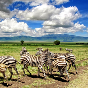 4-days-ngorongoro-and-serengeti-safari