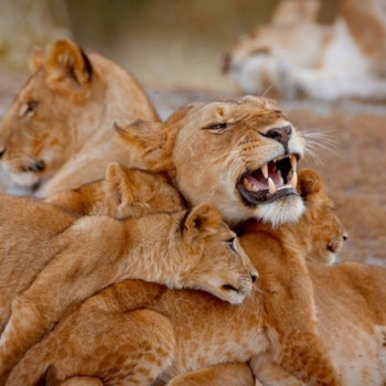 5 Days, 4 Nights Maasai Mara And Serengeti National Park Safari