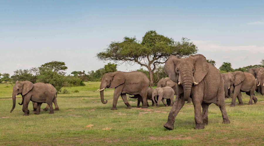5 Days Tanzania Wildlife Safari