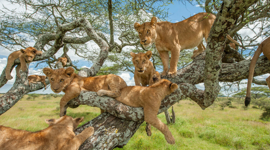 6 Days Lake Manyara, Ngorongoro Crater & Serengeti Safari