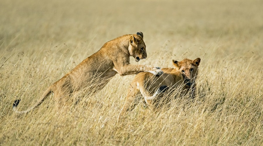 7 Day - Masai Mara-serengeti-ngorongoro Crater & Lake Manyara
