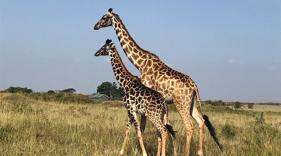 7 Days, 6 Nights Masai Mara, Lake Nakuru, Naivasha And Amboseli Safaris 1