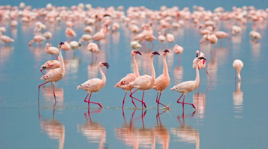 7 Days Lake Manyara – Serengeti – Ngorongoro Crater Safari