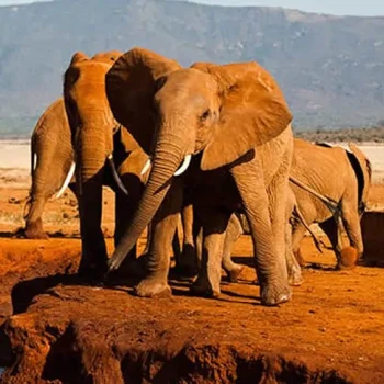 7 Days Tsavo West, Tsavo East, Amboseli, Lake Naivasha & Masai Mara Safari