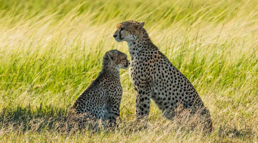 7 Days Tsavo West, Tsavo East, Amboseli, Lake Naivasha & Masai Mara Safari