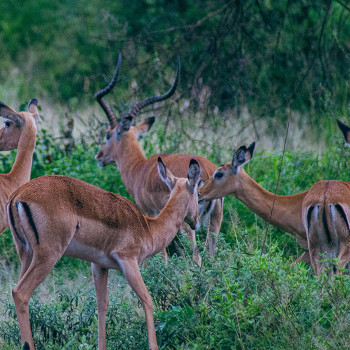 7-day-masai-mara-serengeti-ngorongoro-crater-lake-manyara