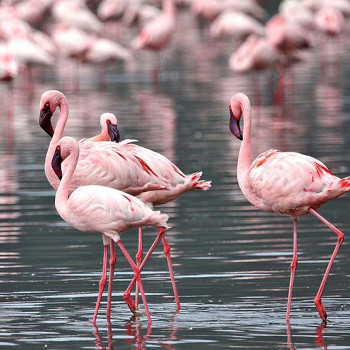 8 Days Amboseli, Samburu, Aberdares, Lake Nakuru & Masai Mara Safari