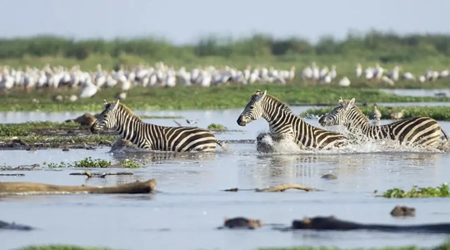 8 Days Best of Tanzania Safari