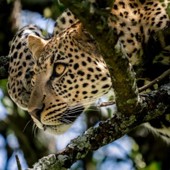 8-days-best-of-tanzania-safari