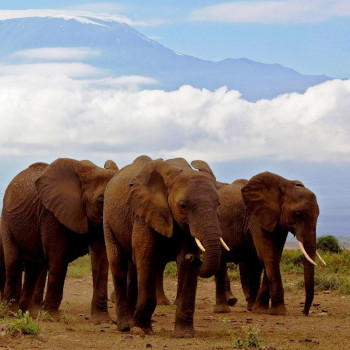 9 Days Amboseli, Serengeti, Lake Manyara & Ngorongoro Crater Safari