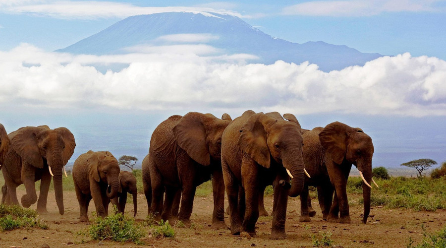 9 Days Amboseli, Serengeti, Lake Manyara & Ngorongoro Crater Safari