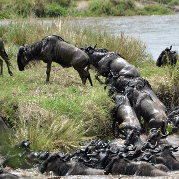 9 Days Amboseli, Serengeti, Lake Manyara & Ngorongoro Crater Safari