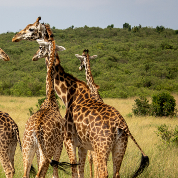 Tower,Of,Giraffes,At,Maasai,Mara,National,Reserve
