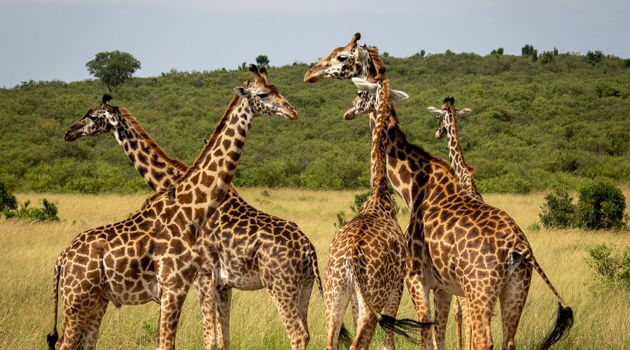 Tower,Of,Giraffes,At,Maasai,Mara,National,Reserve