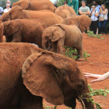 Daphne Sheldrick Elephant Orphanage