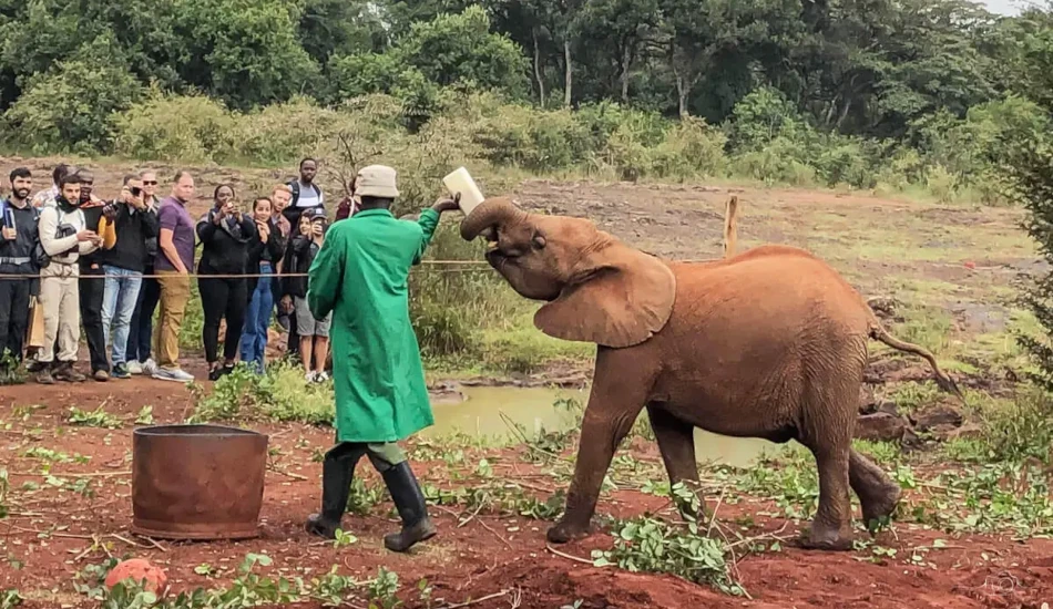 Daphne Sheldrick Elephant Orphanage 1