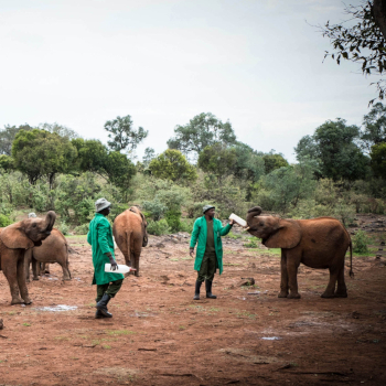 Elephant Orphanage, Giraffe Centre, and Karen Blixen Museum Day Trip