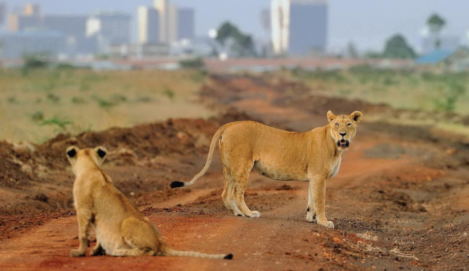 Nairobi National Park Day Tour 1