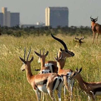 Nairobi National Park Day Tour